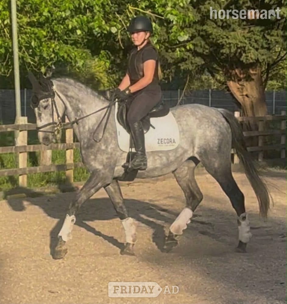 "Dior" Grey Mare All Rounder in Wokingham