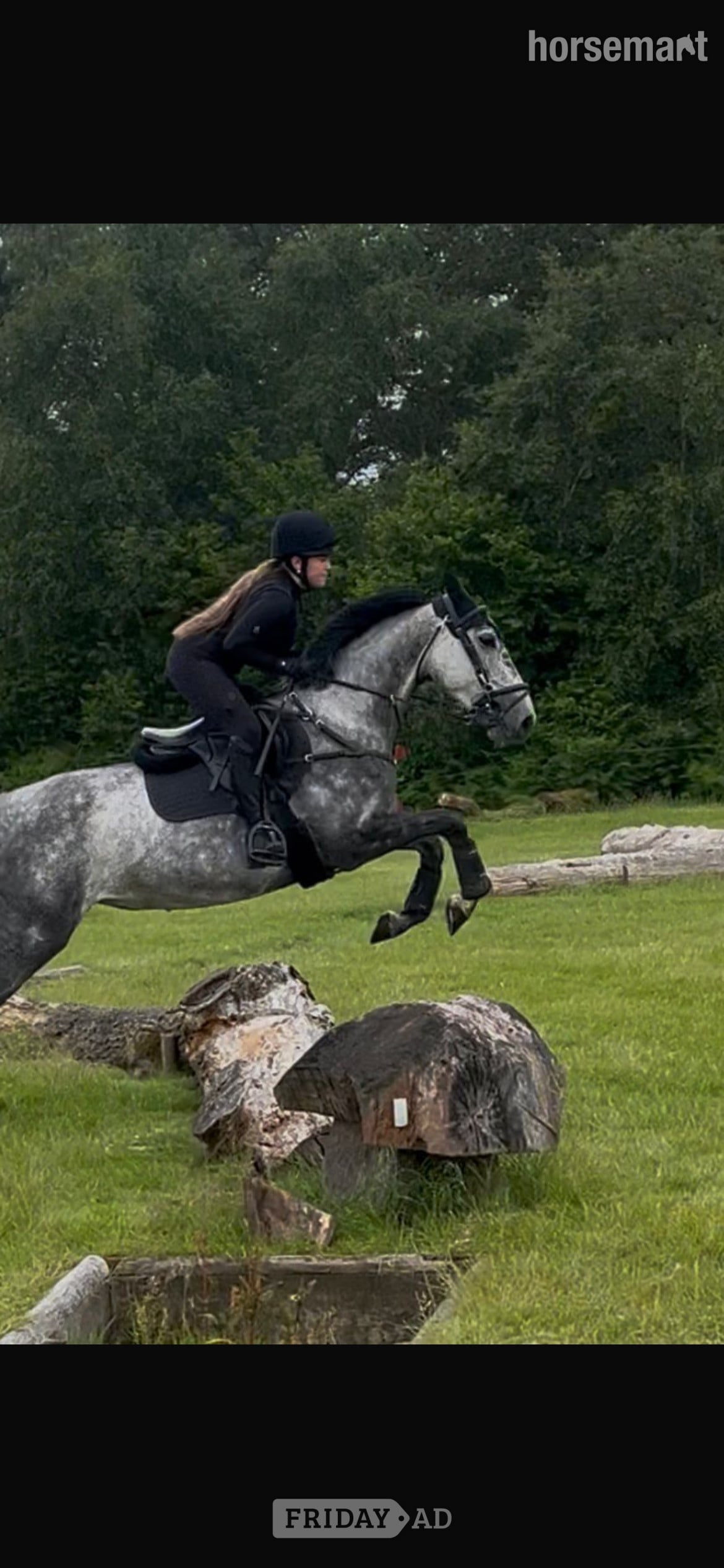 "Dior" Grey Mare All Rounder