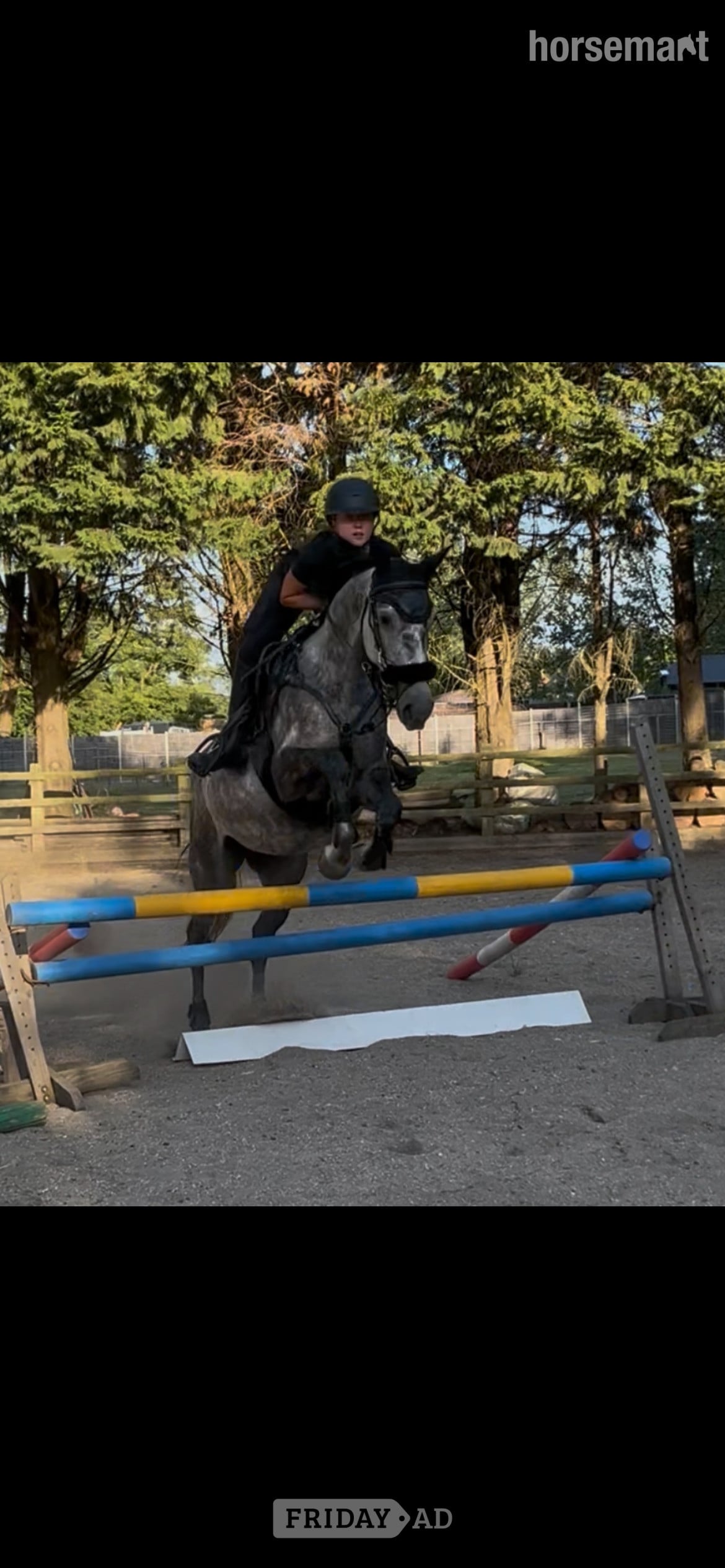 Wokingham "Dior" Grey Mare All Rounder