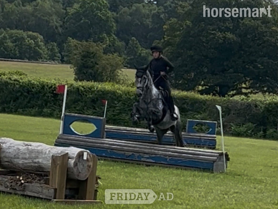 "Dior" Grey Mare All Rounder - Horses in Wokingham