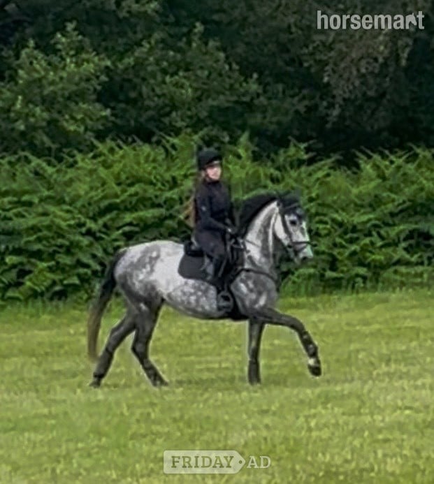 "Dior" Grey Mare All Rounder - Horses
