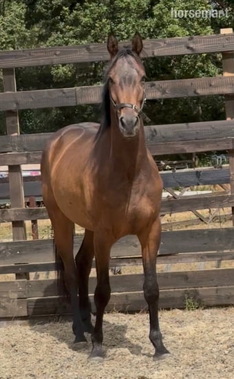 "Charles " Bay Gelding Young Sport Horse
