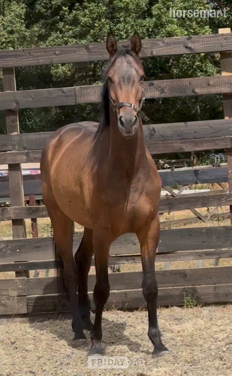 "Charles " Bay Gelding Young Sport Horse in Newbury