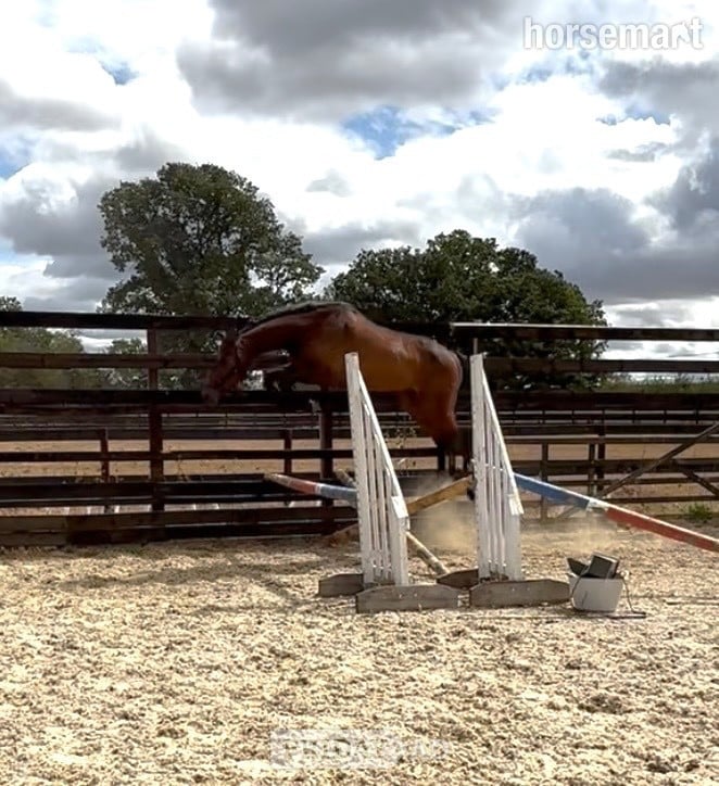 "Charles " Bay Gelding Young Sport Horse