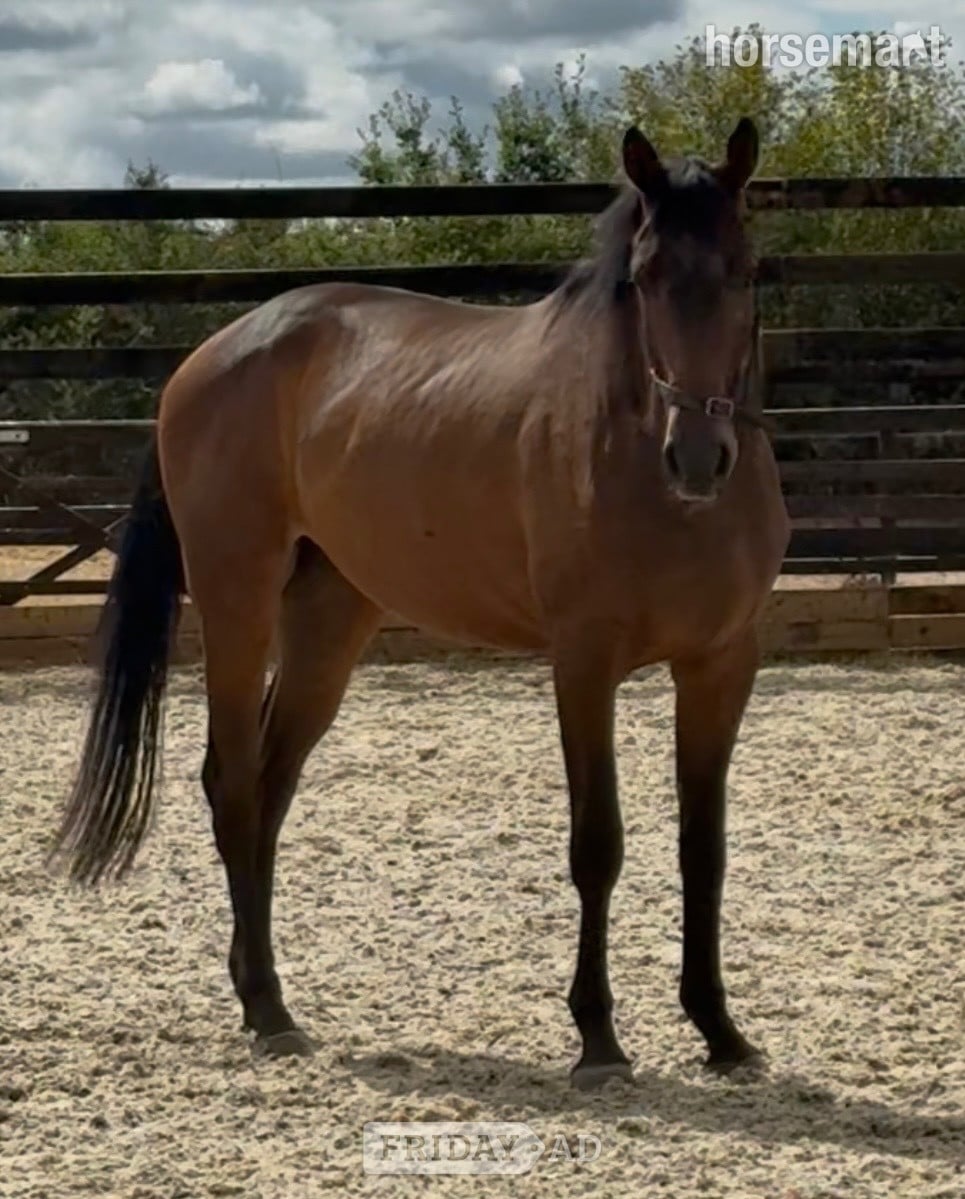 Newbury "Charles " Bay Gelding Young Sport Horse