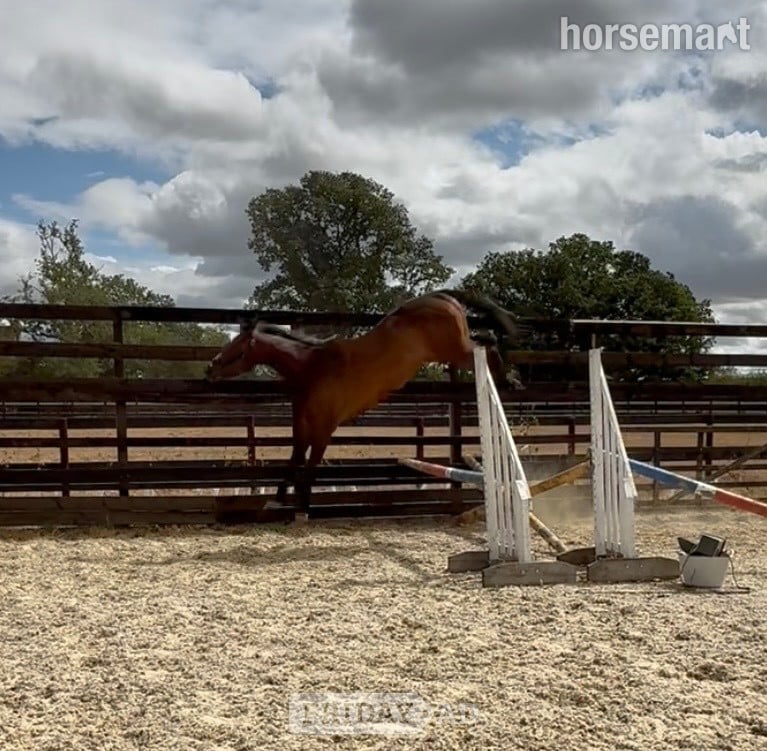 "Charles " Bay Gelding Young Sport Horse - Horses in Newbury