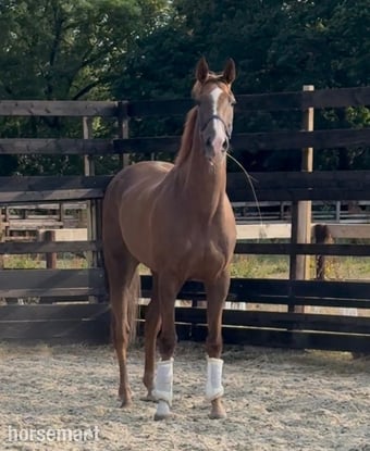 "Tog " Chestnut Gelding Young Sport Horse