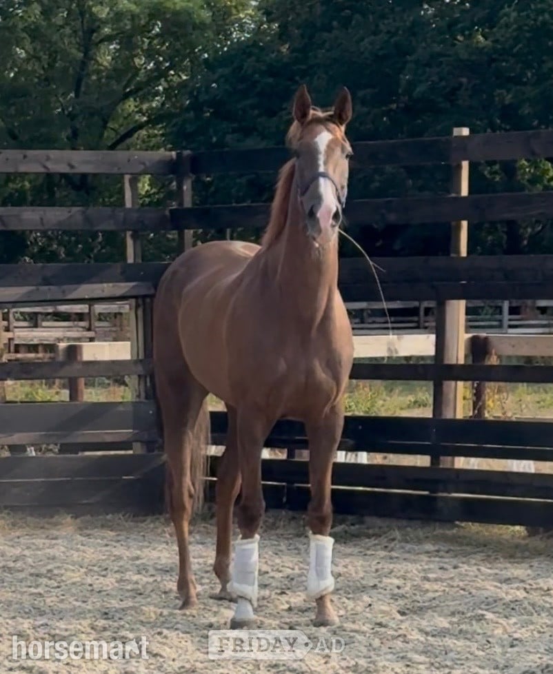 "Tog " Chestnut Gelding Young Sport Horse in Newbury