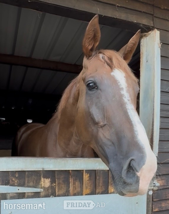 Newbury "Tog " Chestnut Gelding Young Sport Horse