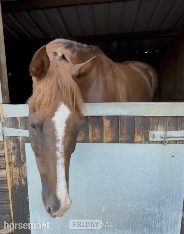"Tog " Chestnut Gelding Young Sport Horse - Horses in Newbury