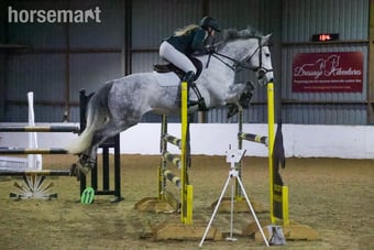 "River" Grey Gelding All Rounder