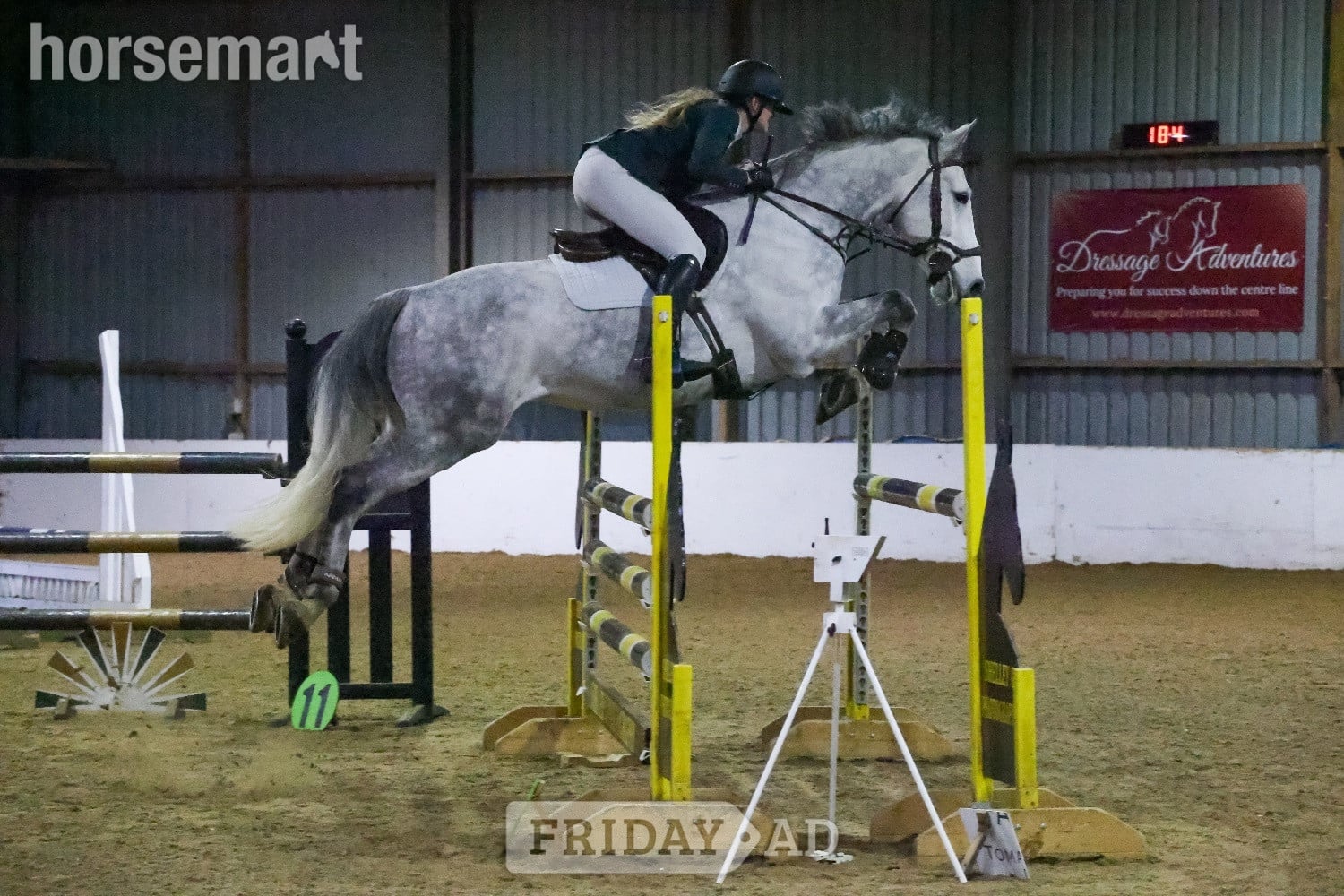 "River" Grey Gelding All Rounder in Bury St. Edmunds