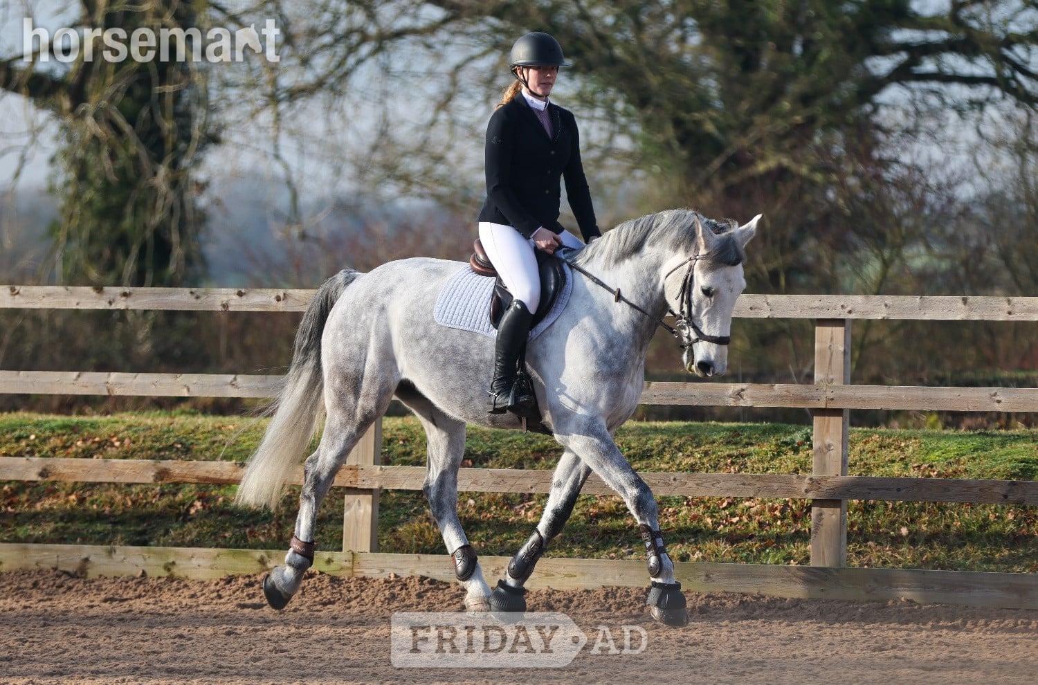 Bury St. Edmunds "River" Grey Gelding All Rounder