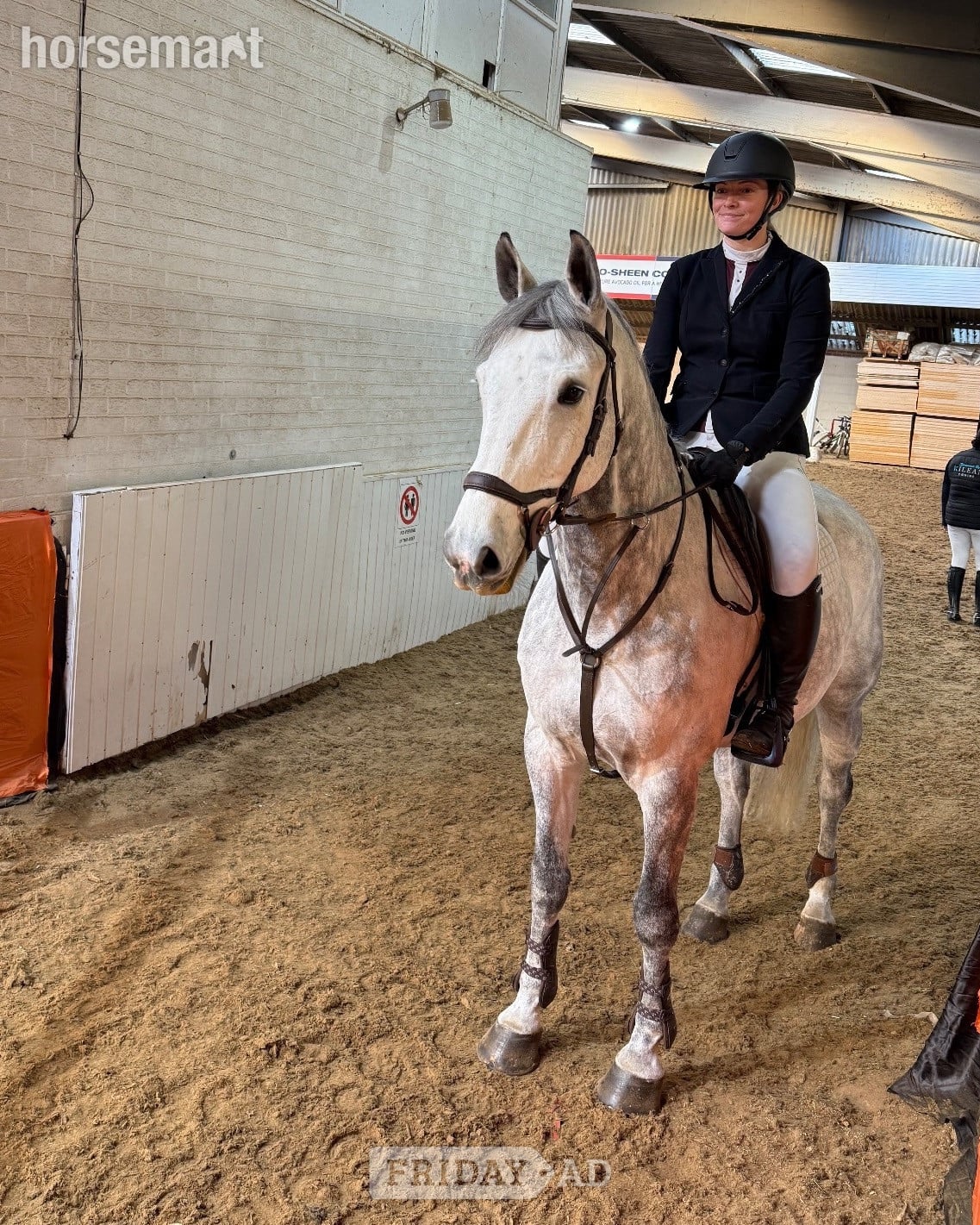 "River" Grey Gelding All Rounder - Horses in Bury St. Edmunds
