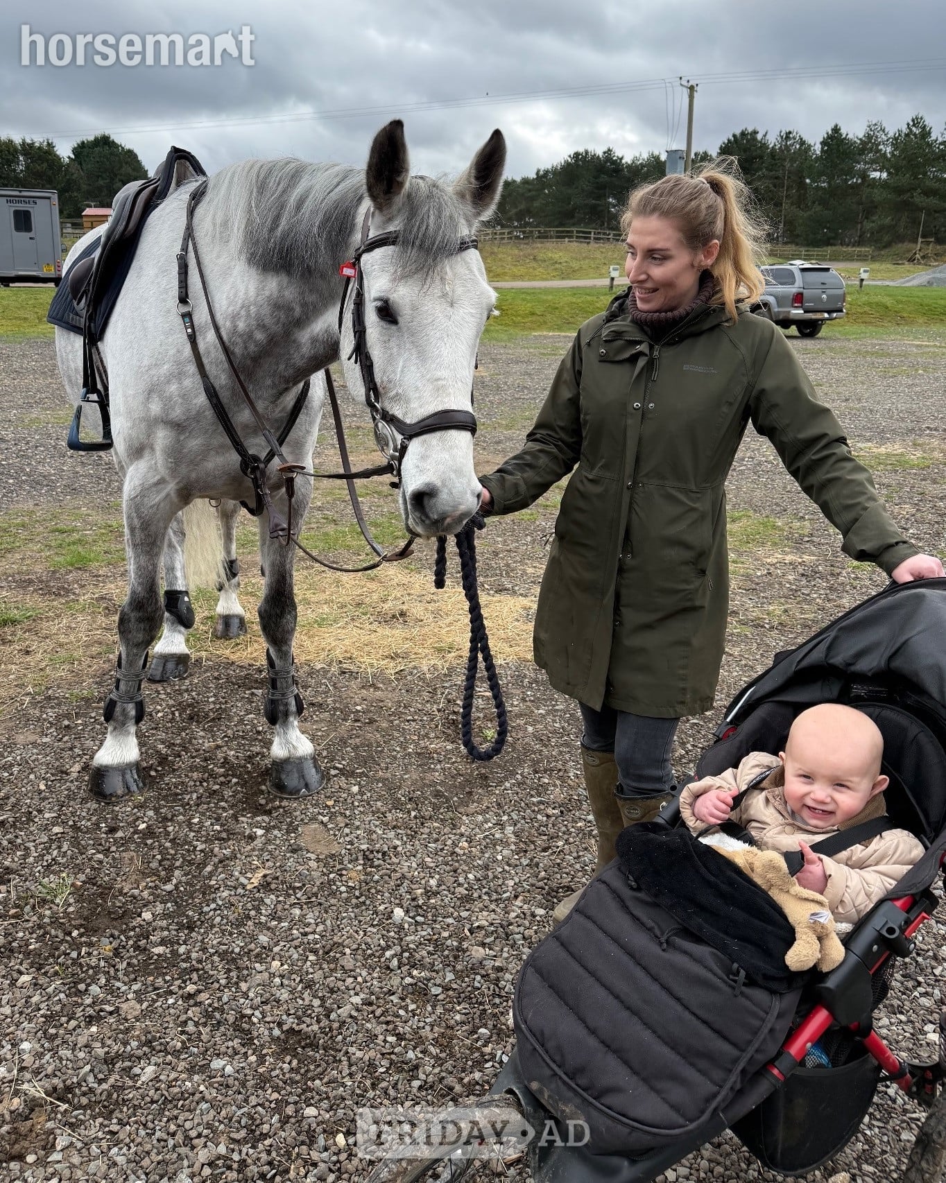 "River" Grey Gelding All Rounder - Horses