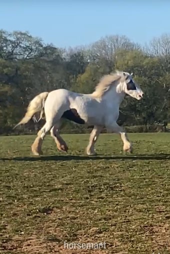 "MIssy" Piebald Mare Cob/Heavy Horse