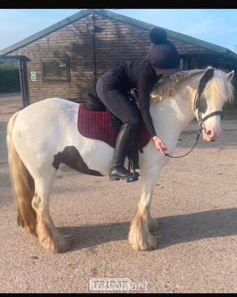 "MIssy" Piebald Mare Cob/Heavy Horse