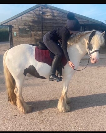 "MIssy" Piebald Mare Cob/Heavy Horse