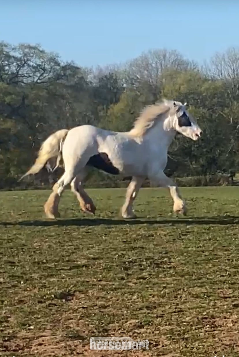 "MIssy" Piebald Mare Cob/Heavy Horse in Cardiff