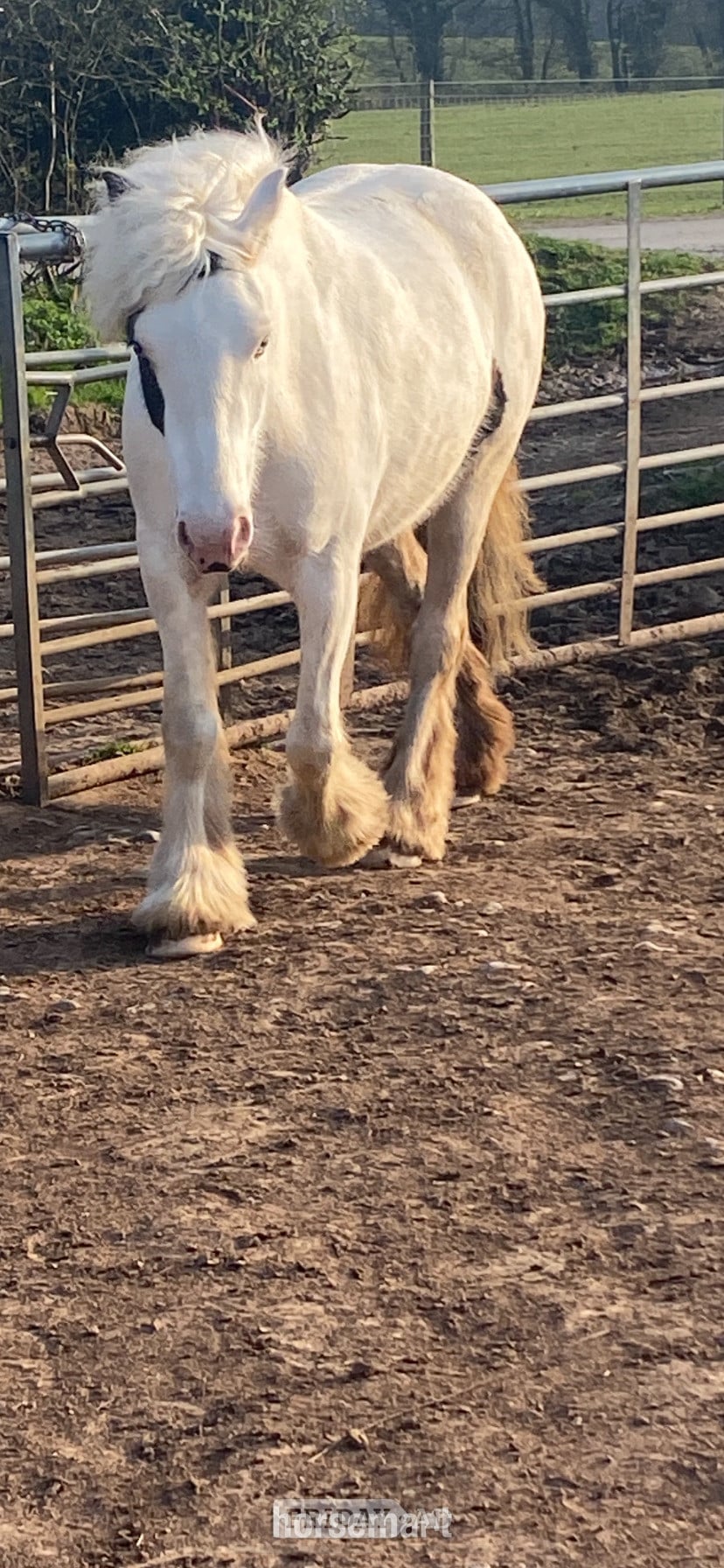 "MIssy" Piebald Mare Cob/Heavy Horse