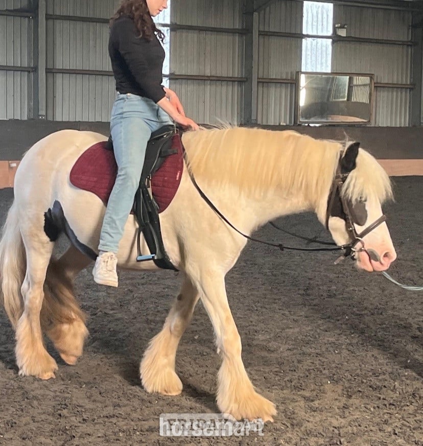 Cardiff "MIssy" Piebald Mare Cob/Heavy Horse