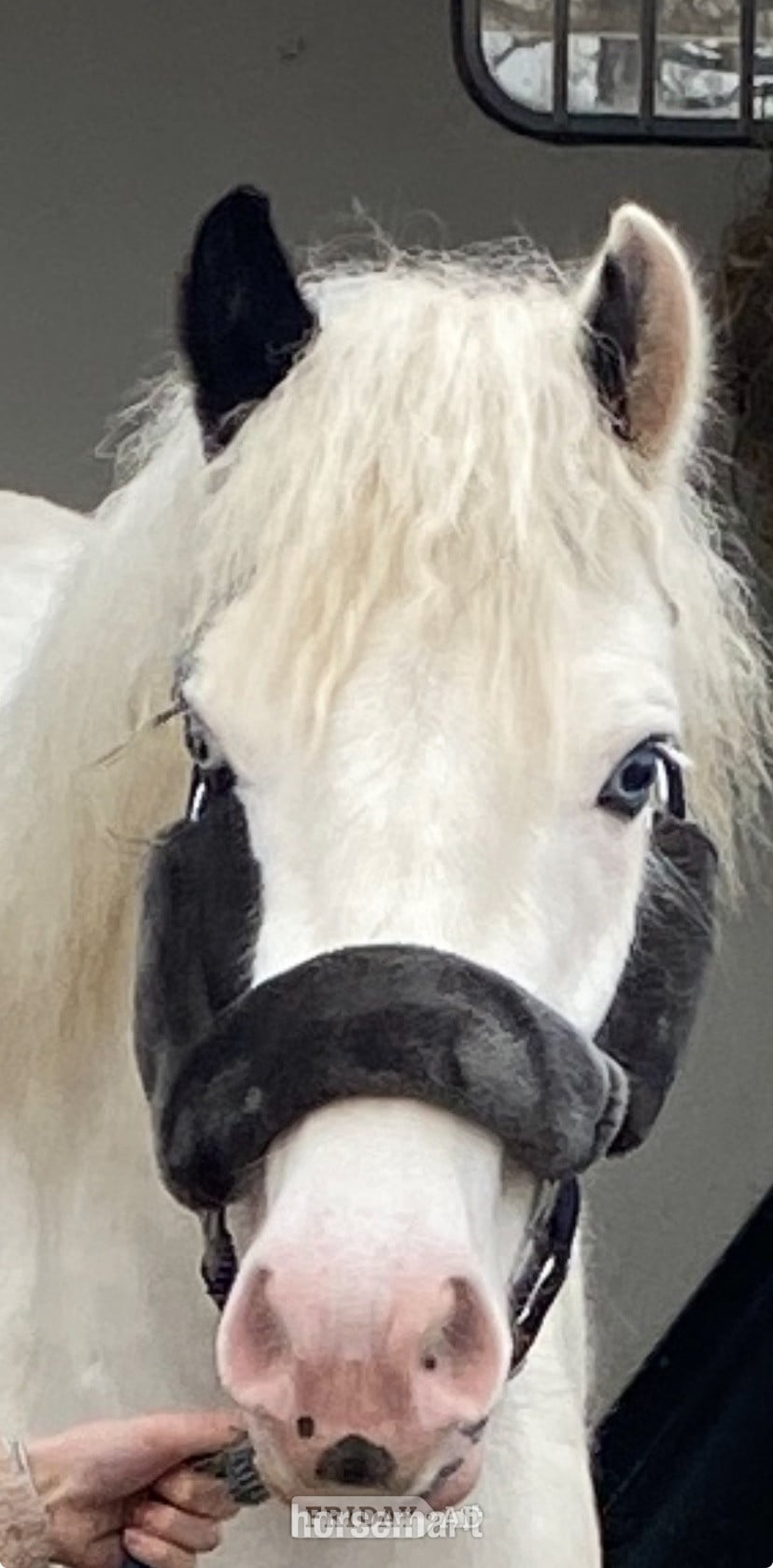 "MIssy" Piebald Mare Cob/Heavy Horse - Horses in Cardiff