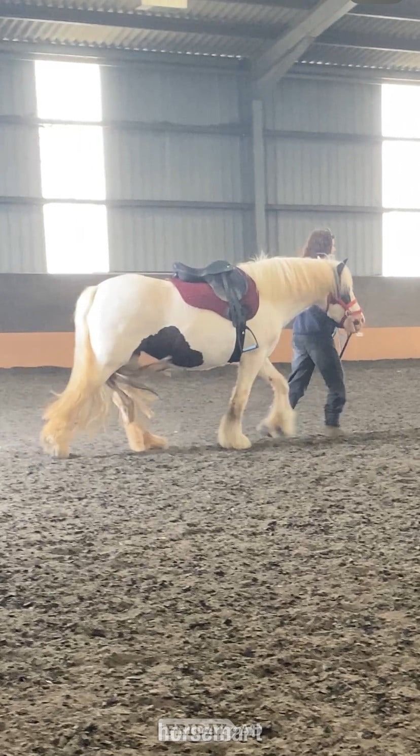 "MIssy" Piebald Mare Cob/Heavy Horse - Horses
