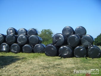 80 BALES of HAYLAGE, suitable for Horses
