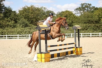 "Fanta" Chestnut Gelding All Rounder