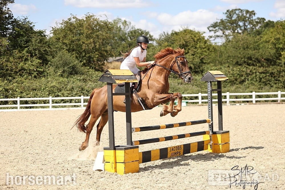 "Fanta" Chestnut Gelding All Rounder in Hockley