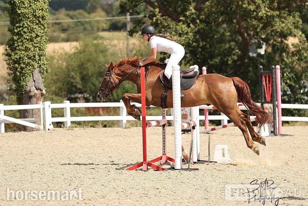 "Fanta" Chestnut Gelding All Rounder
