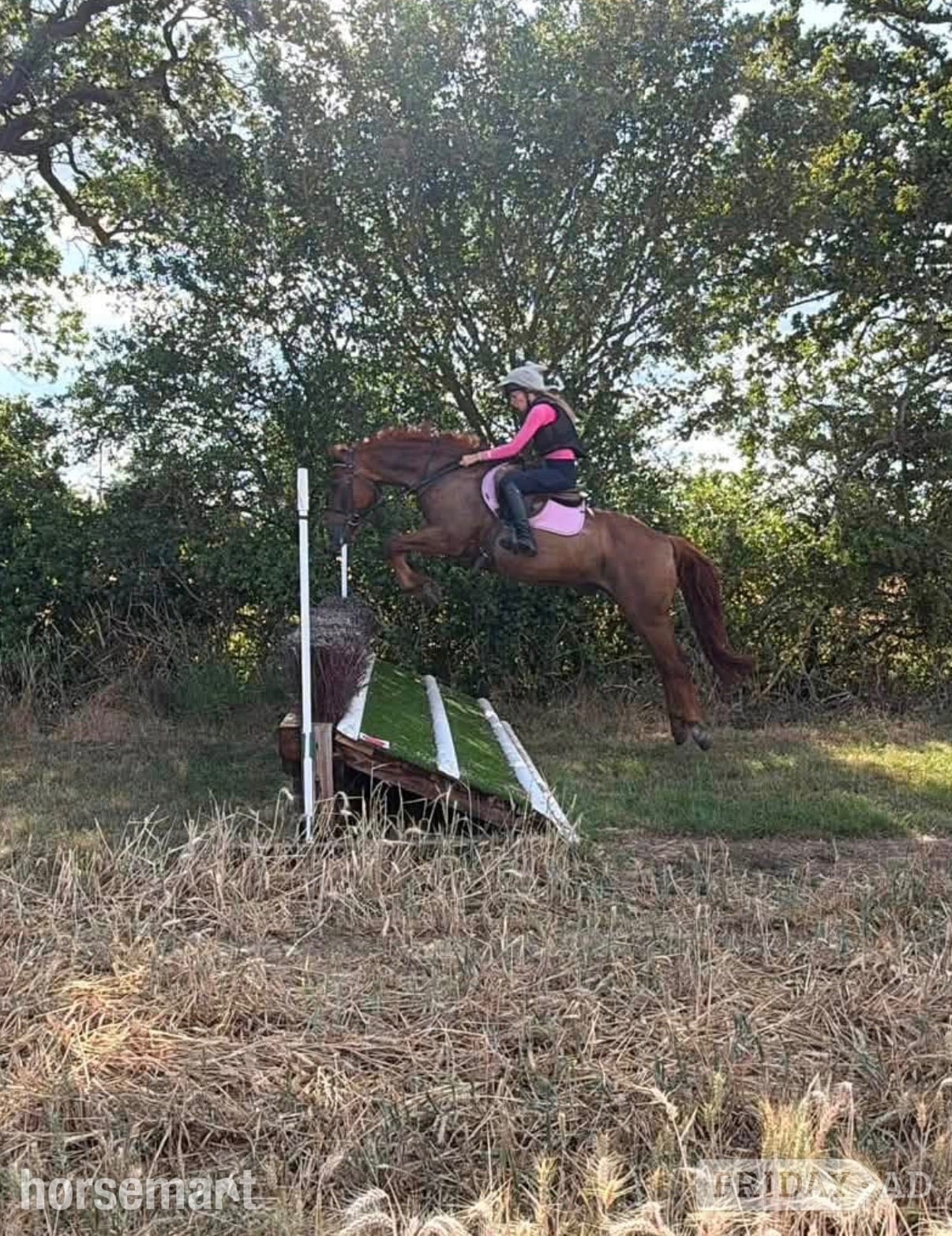 Hockley "Fanta" Chestnut Gelding All Rounder