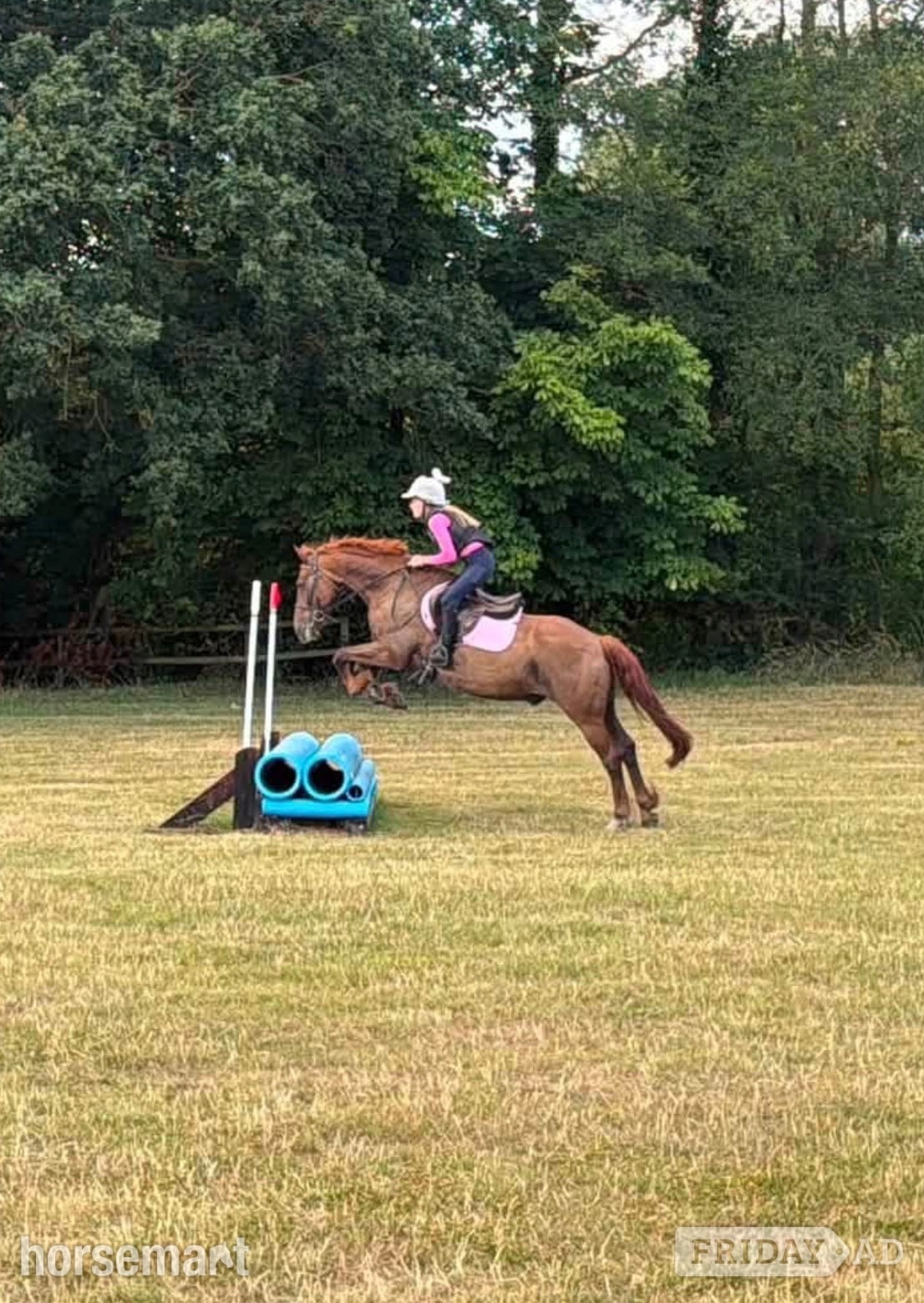 "Fanta" Chestnut Gelding All Rounder - Horses in Hockley