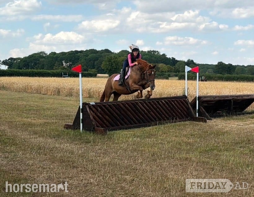 "Fanta" Chestnut Gelding All Rounder - Horses
