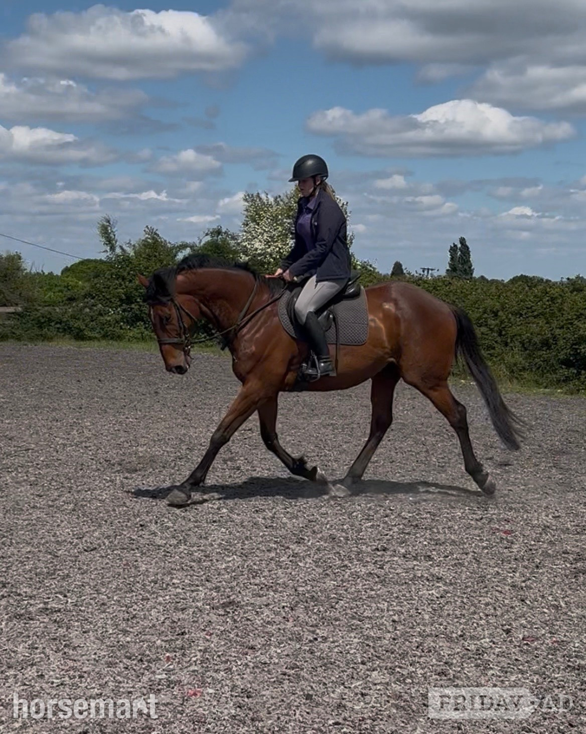 "Jack " Bay Gelding All Rounder in Ombersley