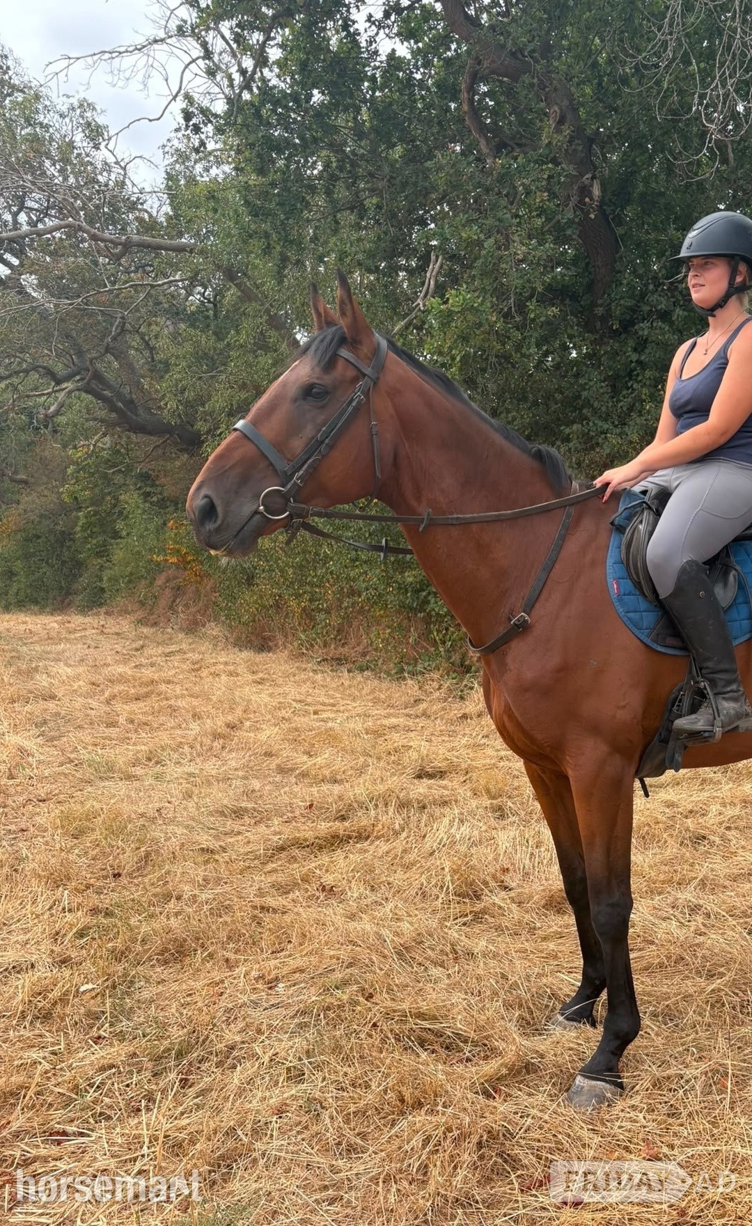 "Jack " Bay Gelding All Rounder