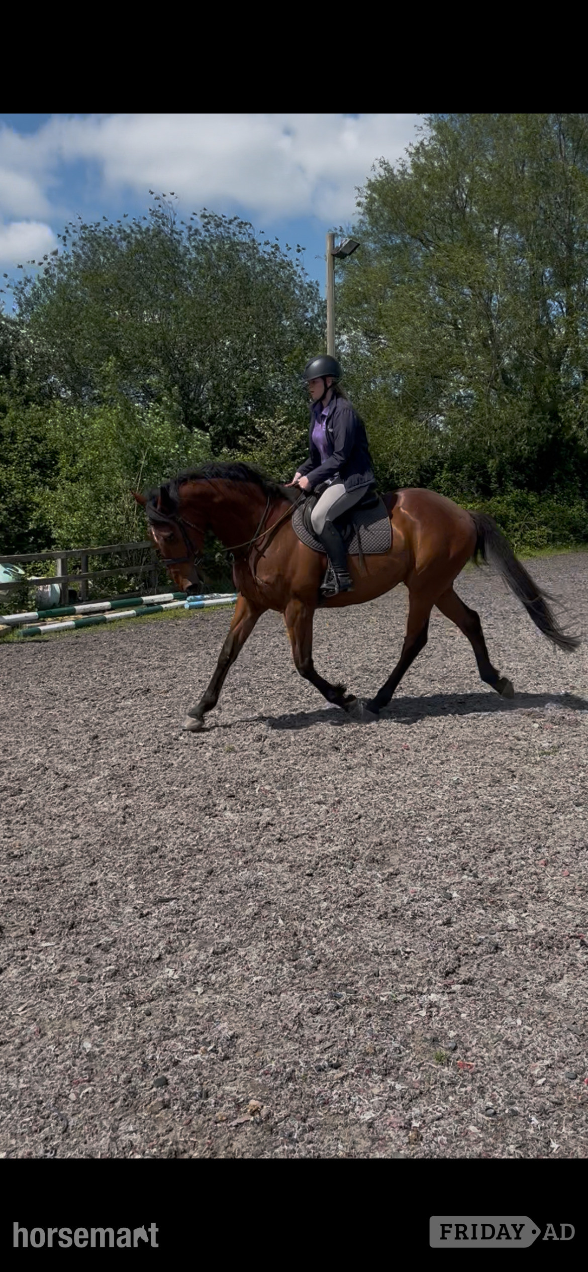 Ombersley "Jack " Bay Gelding All Rounder