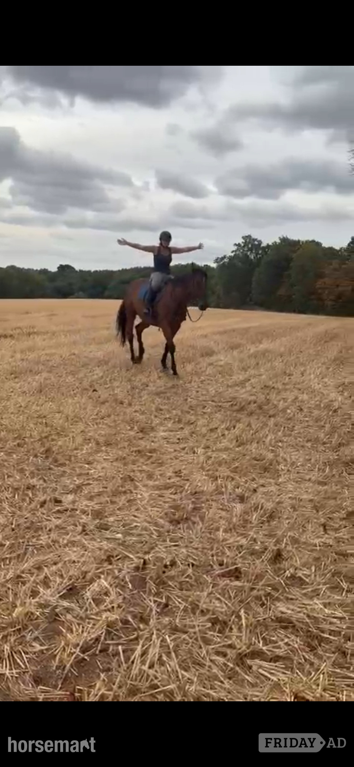 "Jack " Bay Gelding All Rounder - Horses in Ombersley