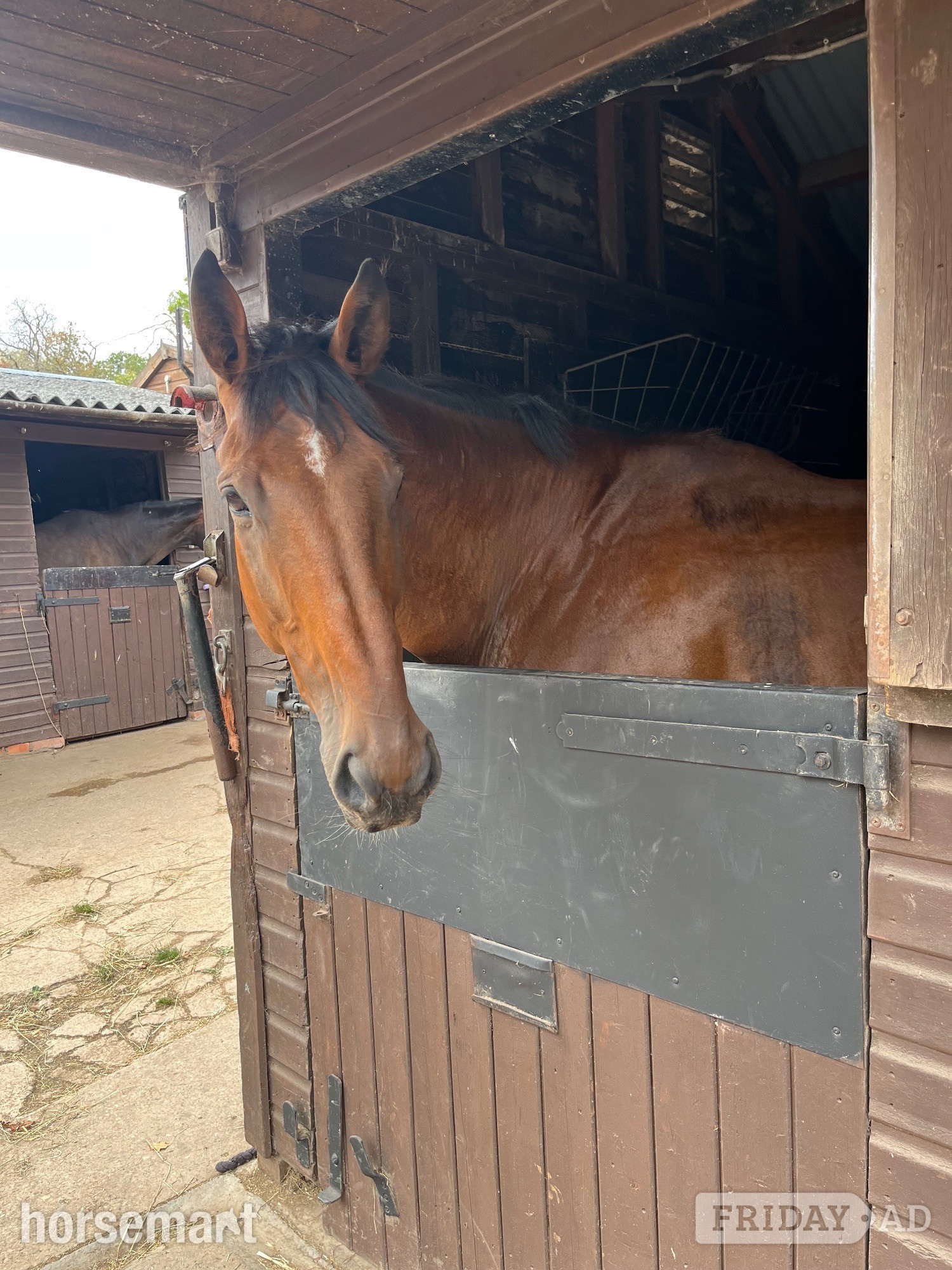 "Jack " Bay Gelding All Rounder - Horses