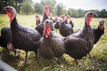 Point of lay 6months broad breasted white&amp;bronzes turkey for sale