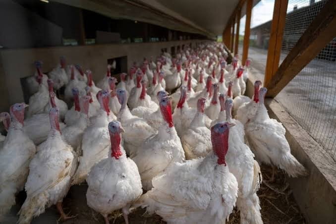 Point of lay 6months broad breasted white&amp;bronzes turkey for sale