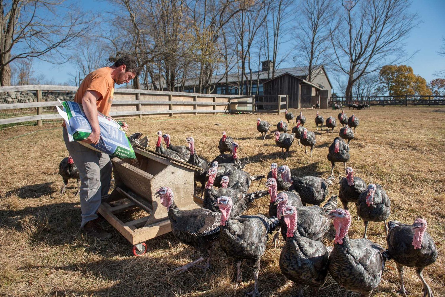 West Ayton Point of lay 6months broad breasted white&amp;bronzes turkey for sale