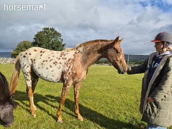 "Yggdrasil Dawn Idun " Leopard Spot Mare Youngstock / Foal