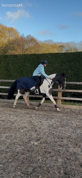 "Peekaboo" Piebald Gelding All Rounder