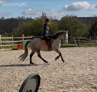 "Delilah " Dapple Grey Mare All Rounder
