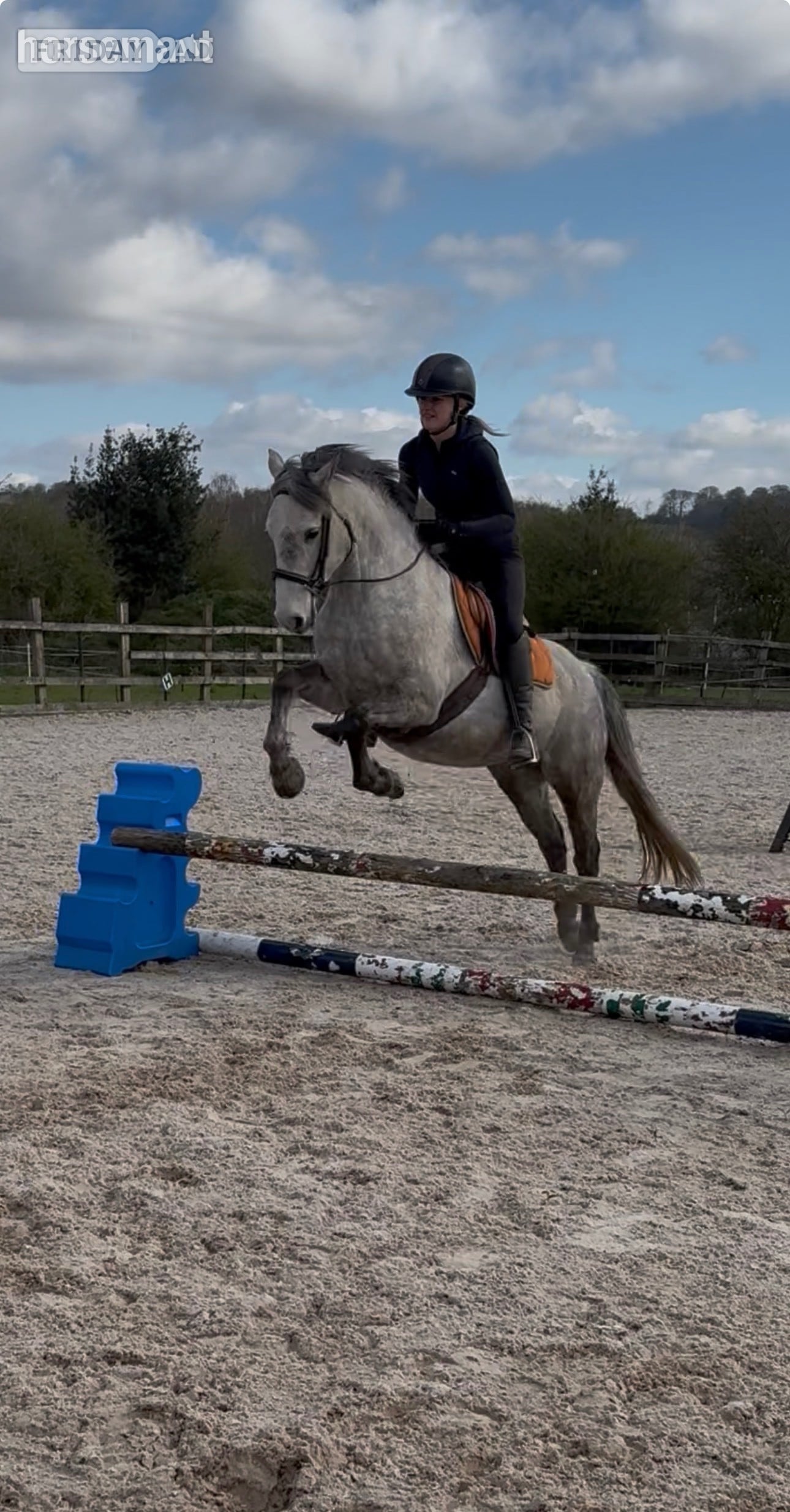 "Delilah " Dapple Grey Mare All Rounder