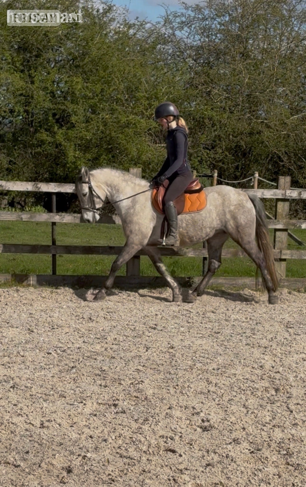 "Delilah " Dapple Grey Mare All Rounder - Horses in Nottingham