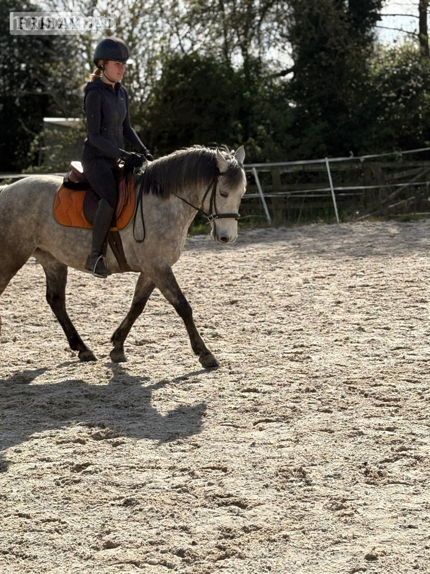 Nottingham "Delilah " Dapple Grey Mare All Rounder