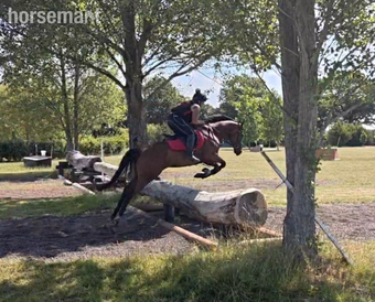 "Dream" Bay Gelding Ex Racehorse