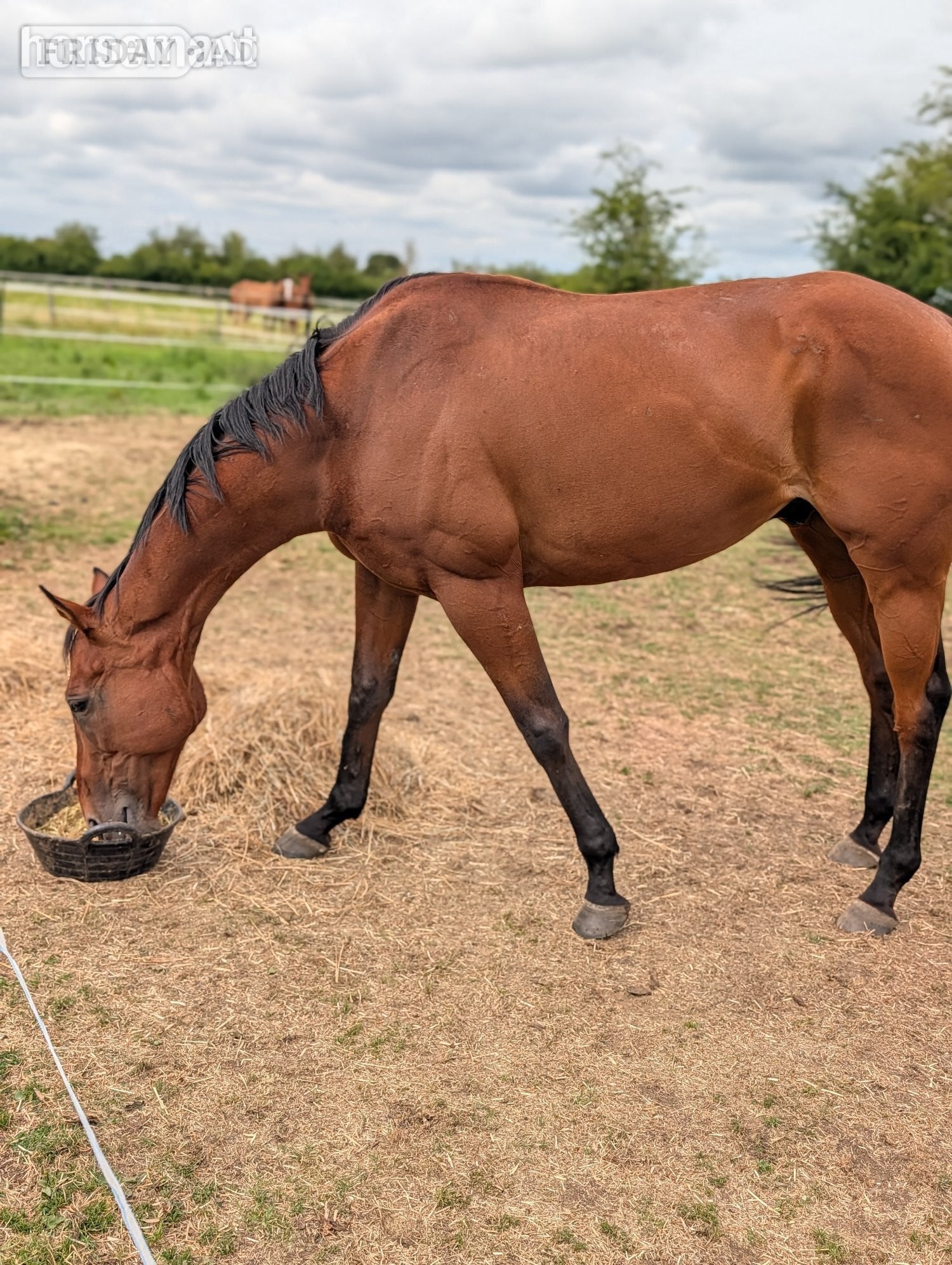 "Dream" Bay Gelding Ex Racehorse in Swindon